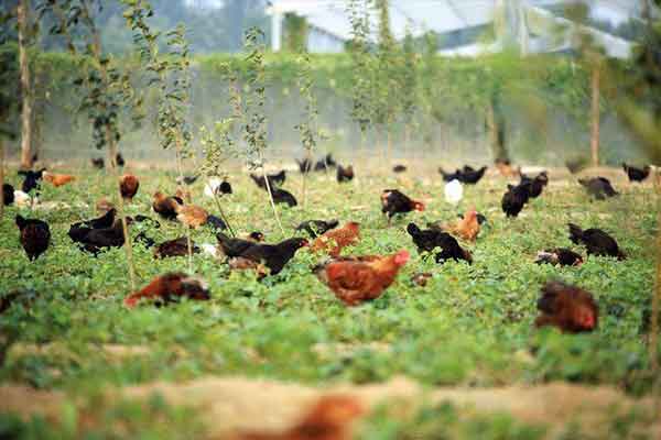 chelated minerals for poultry