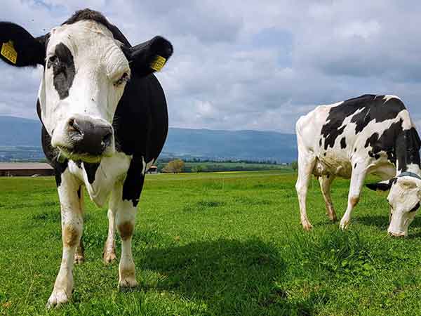 chelated minerals for ruminants